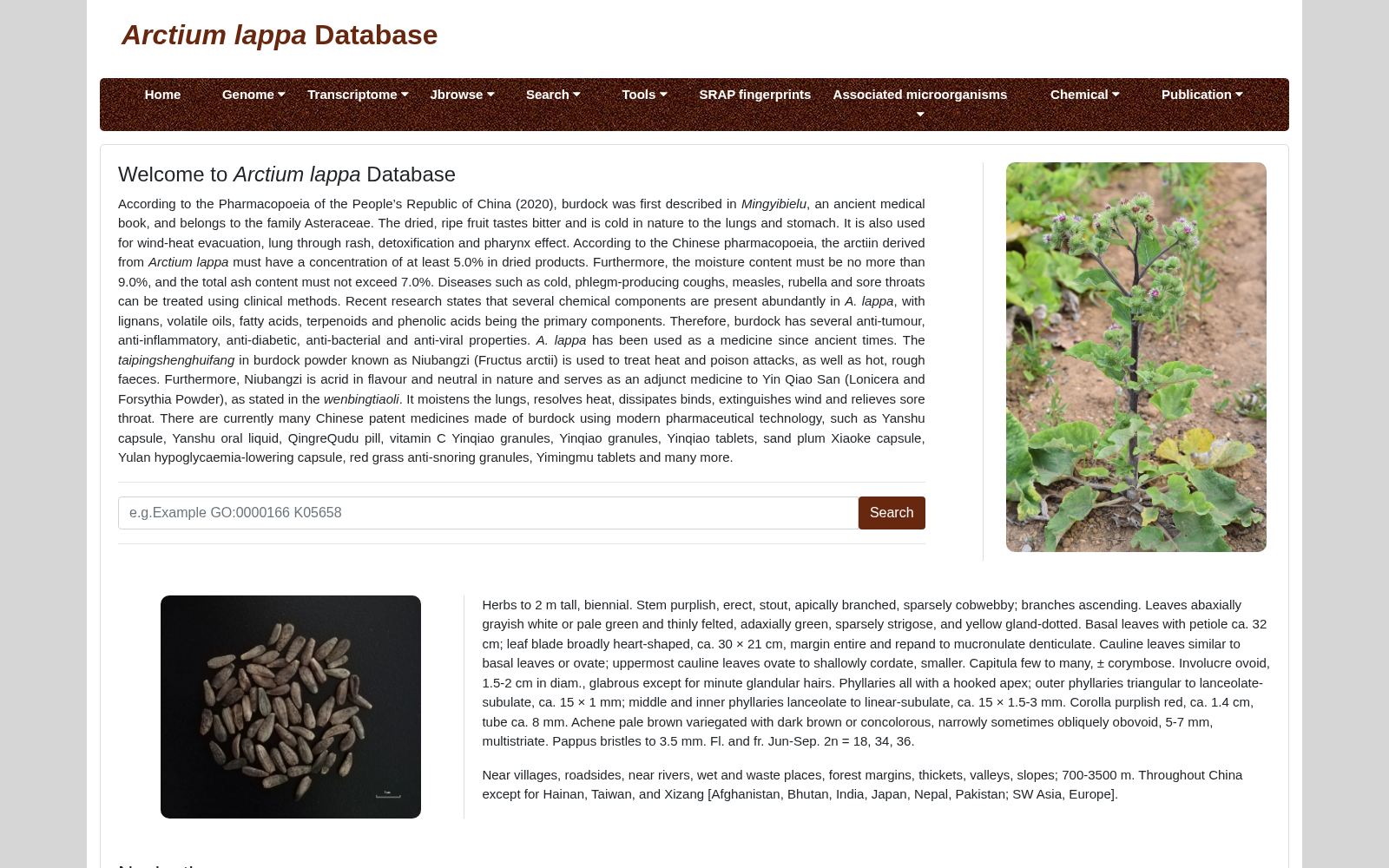 Arctium lappa Database 数据集图片