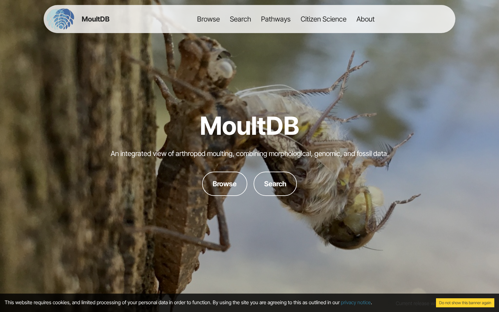 MoultDB 数据集图片
