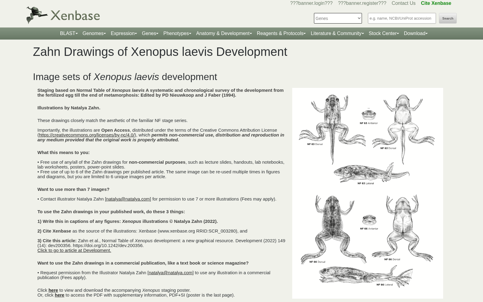 Xenbase 数据集图片