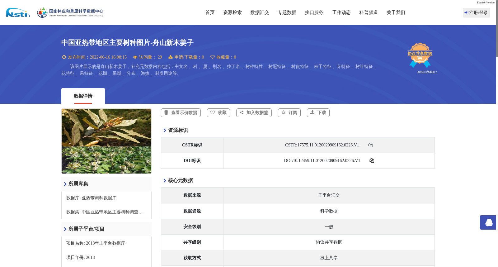 中国亚热带地区主要树种图片-舟山新木姜子 数据集图片