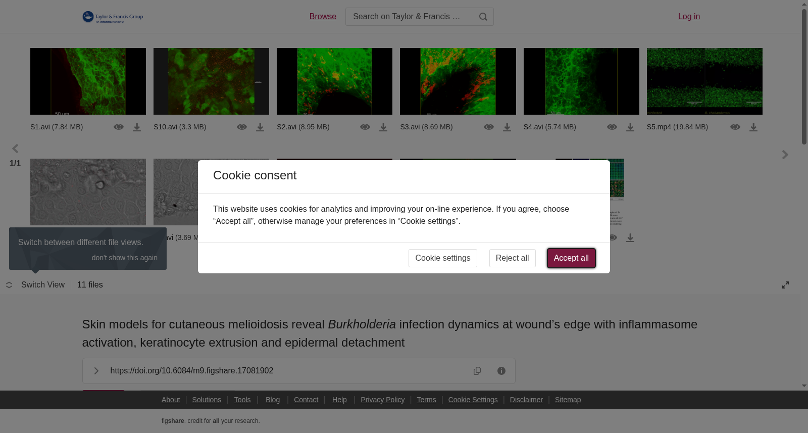 Skin models for cutaneous melioidosis reveal <i>Burkholderia</i> infection dynamics at wound’s edge with inflammasome activation, keratinocyte extrusion and epidermal detachment 数据集图片
