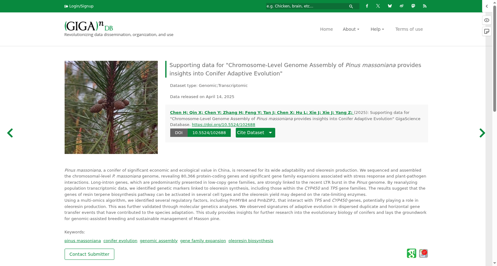 Supporting data for "Chromosome-Level Genome Assembly of <i>Pinus massoniana</i> provides insights into Conifer Adaptive Evolution" 数据集图片