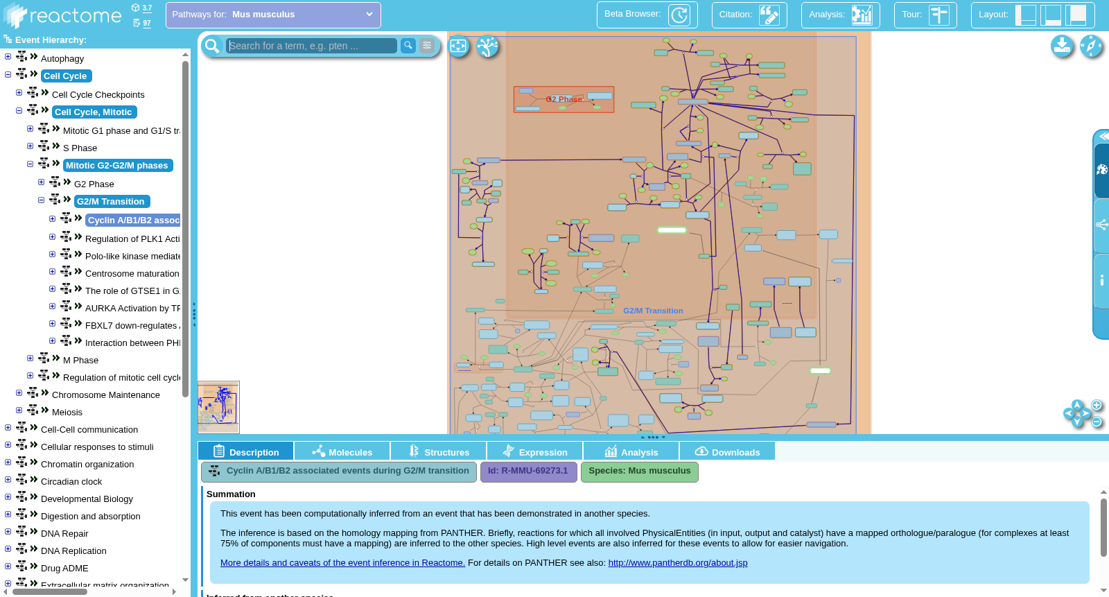 Cyclin A/B1/B2 associated events during G2/M transition 数据集图片