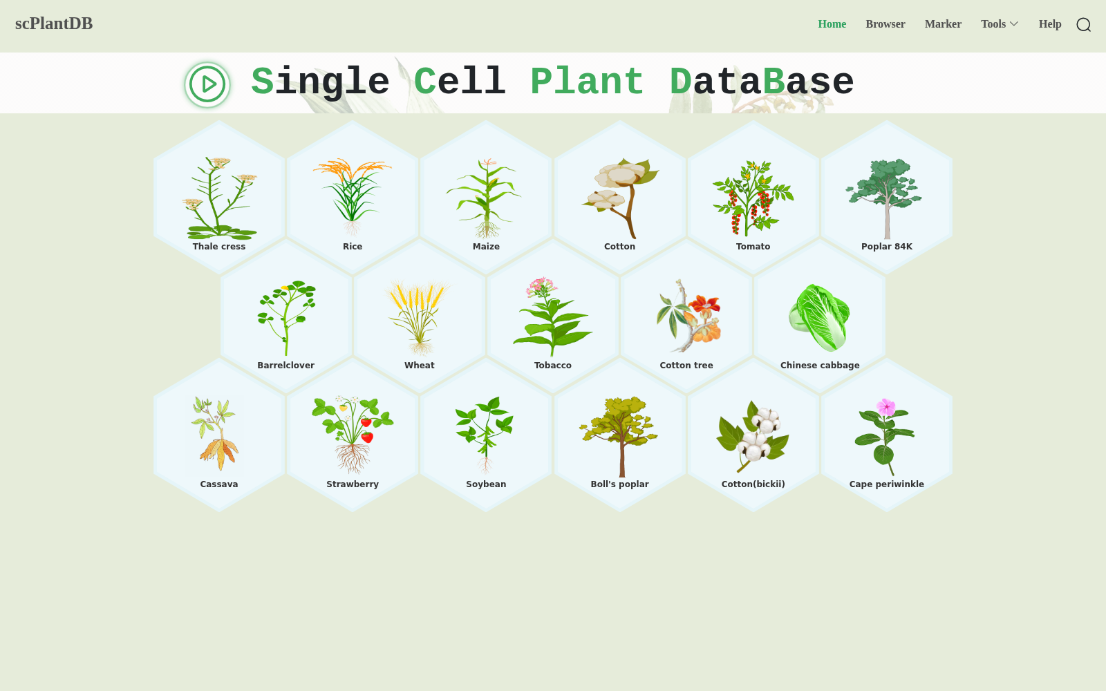 scPlantDB 数据集图片