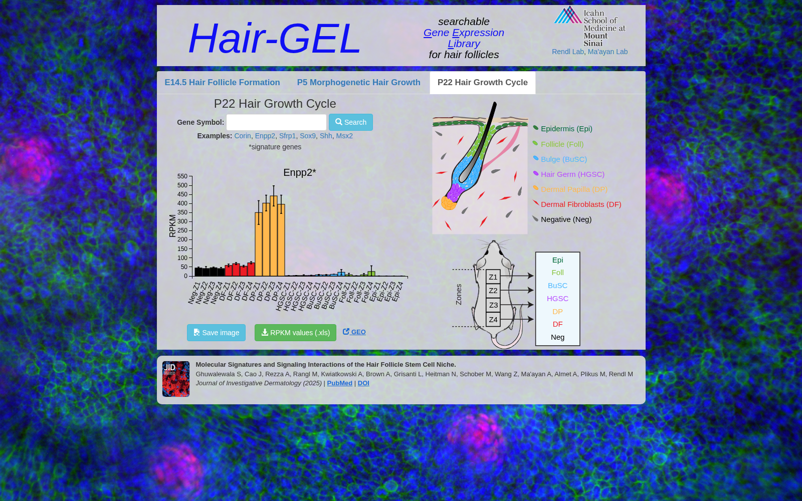 Hair-GEL 数据集图片