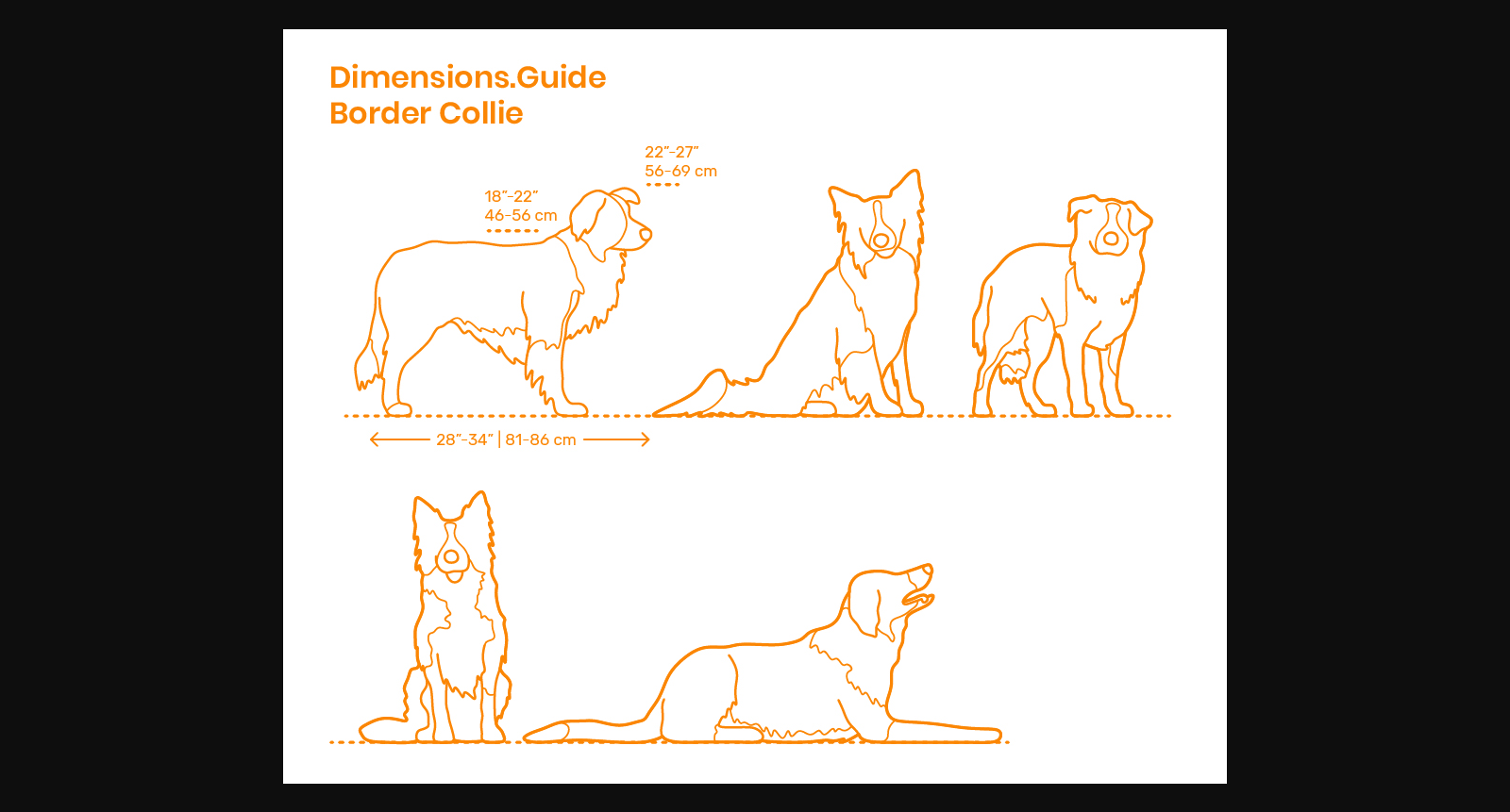 Border Collie Drawings & Dimensions 数据集图片