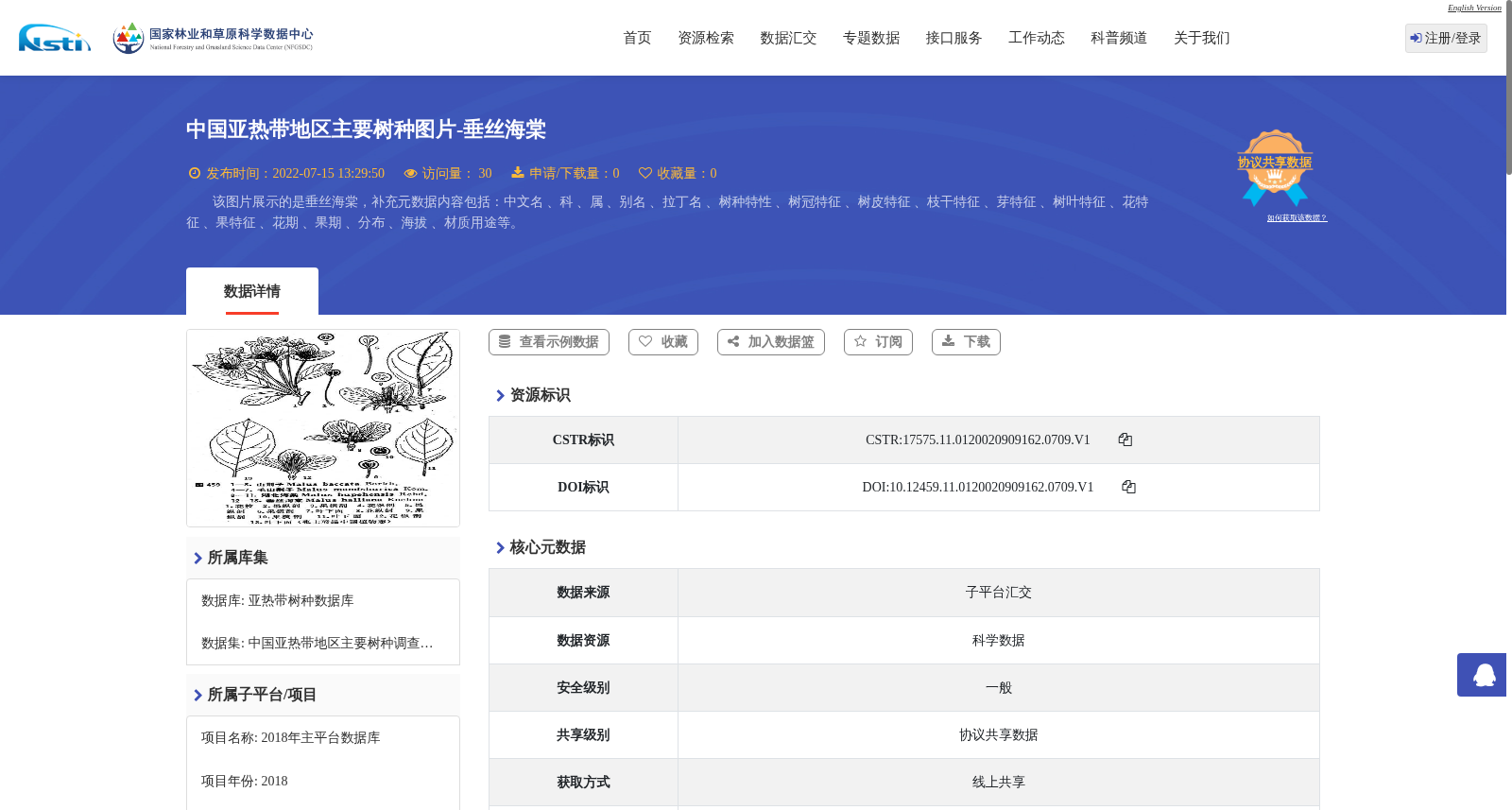 中国亚热带地区主要树种图片-垂丝海棠 数据集图片