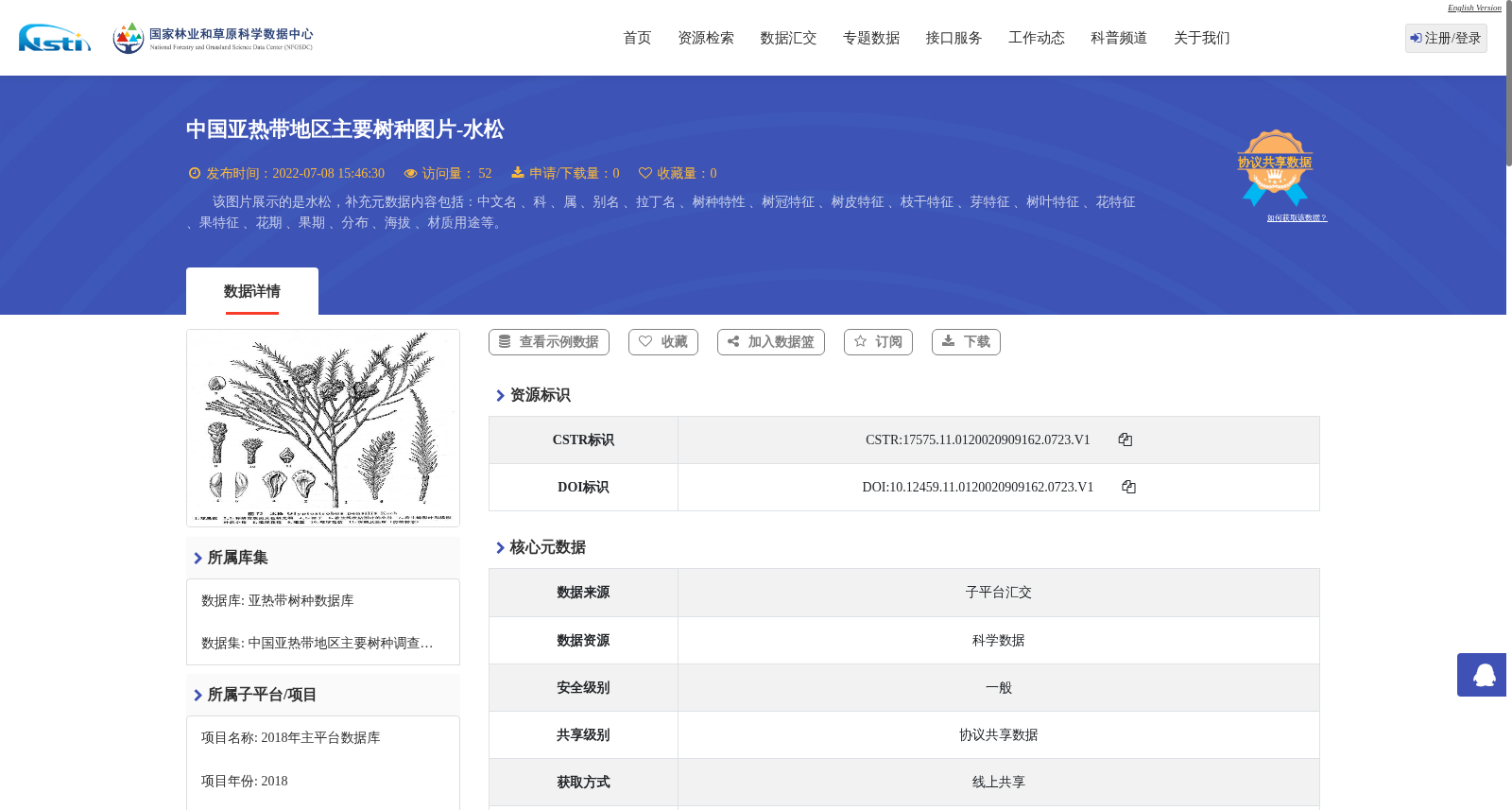 中国亚热带地区主要树种图片-水松 数据集图片