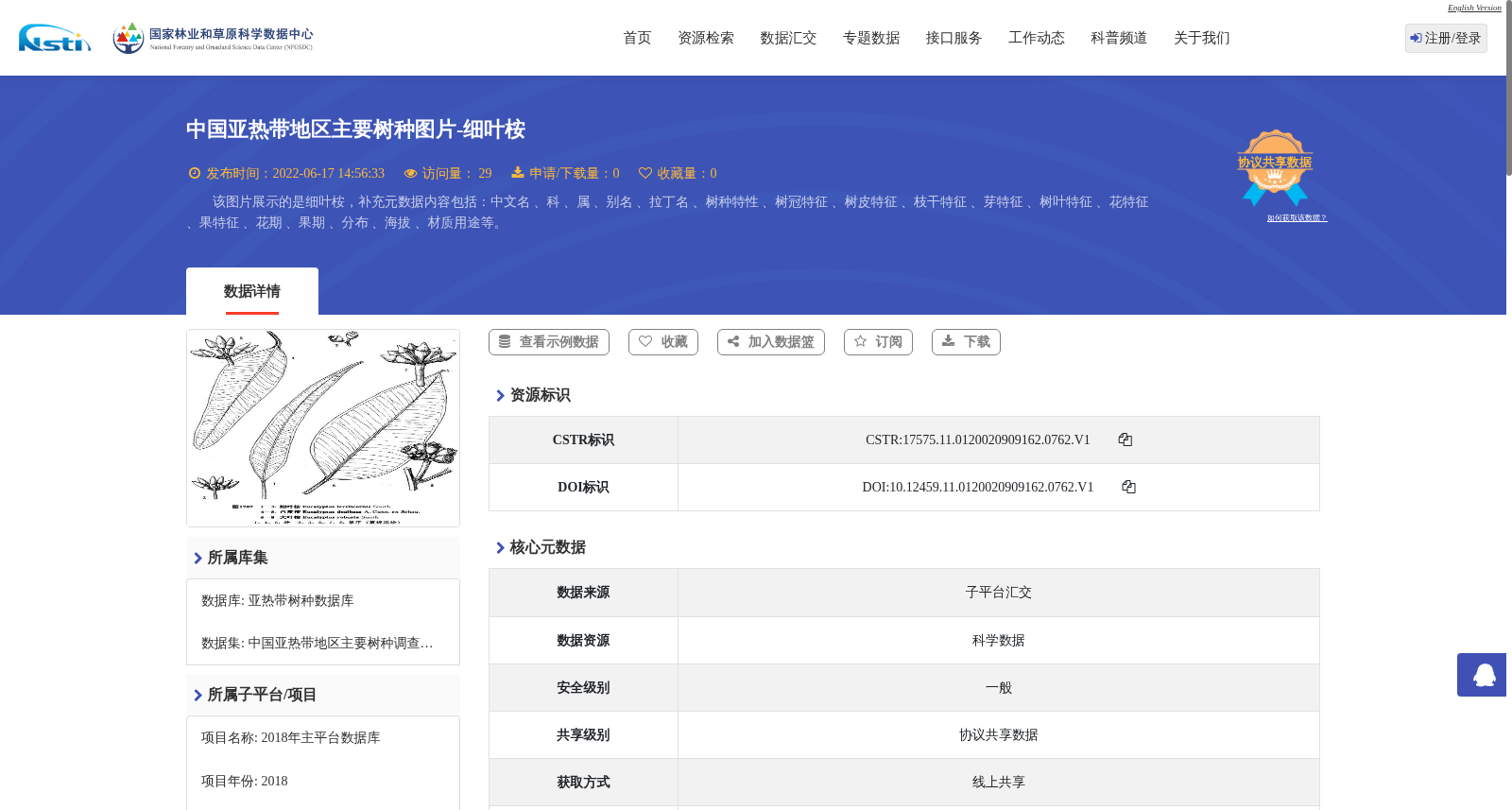 中国亚热带地区主要树种图片-细叶桉 数据集图片