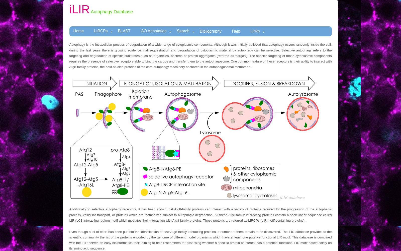 iLIR Autophagy Database 数据集图片