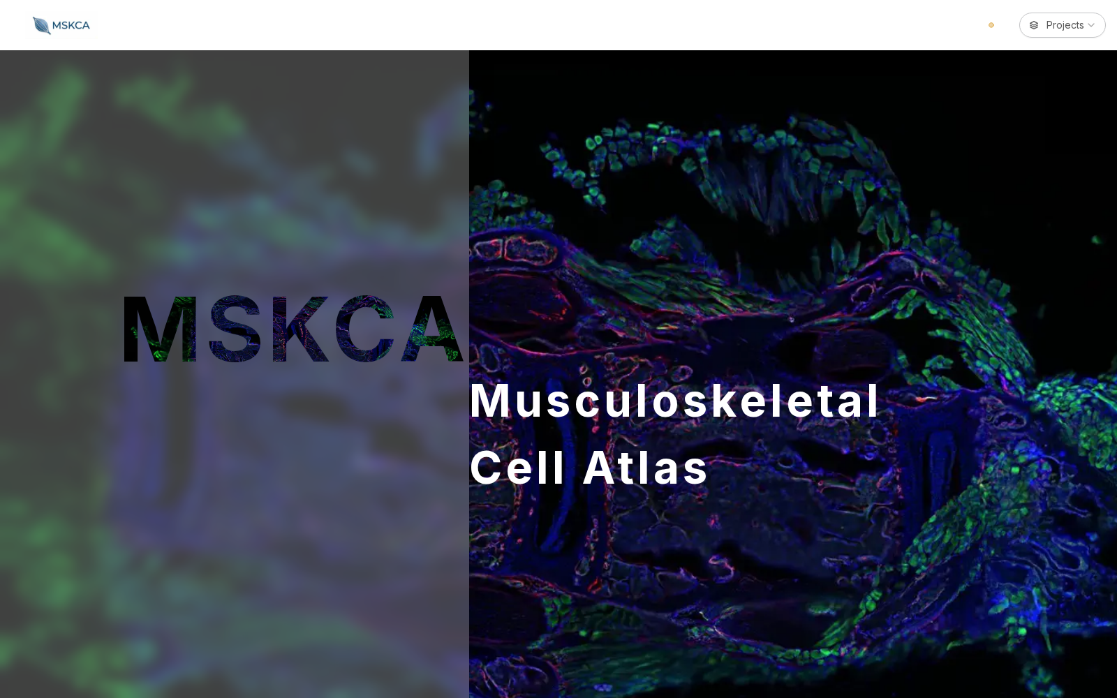 MSKCA 数据集图片