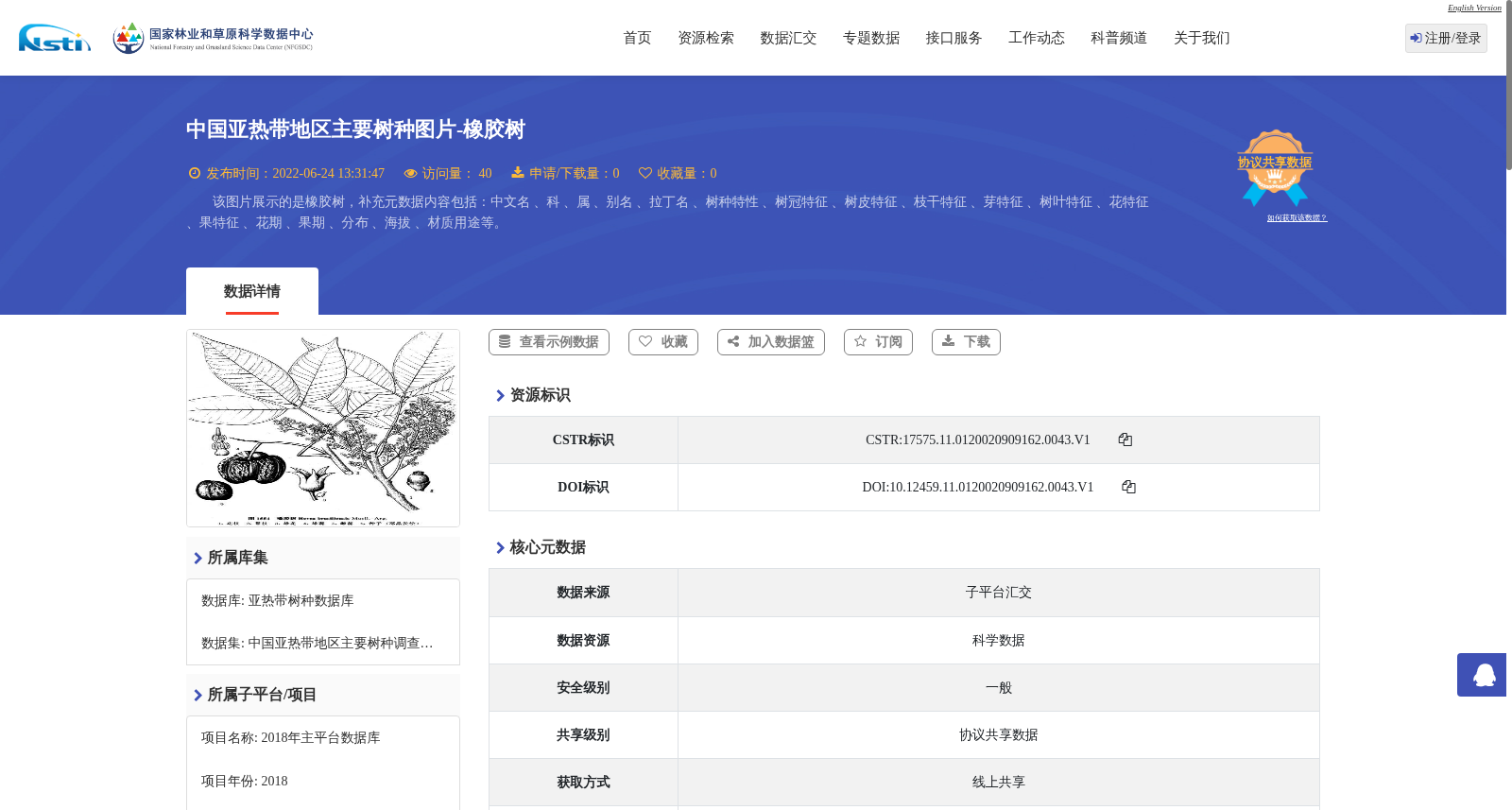 中国亚热带地区主要树种图片-橡胶树 数据集图片
