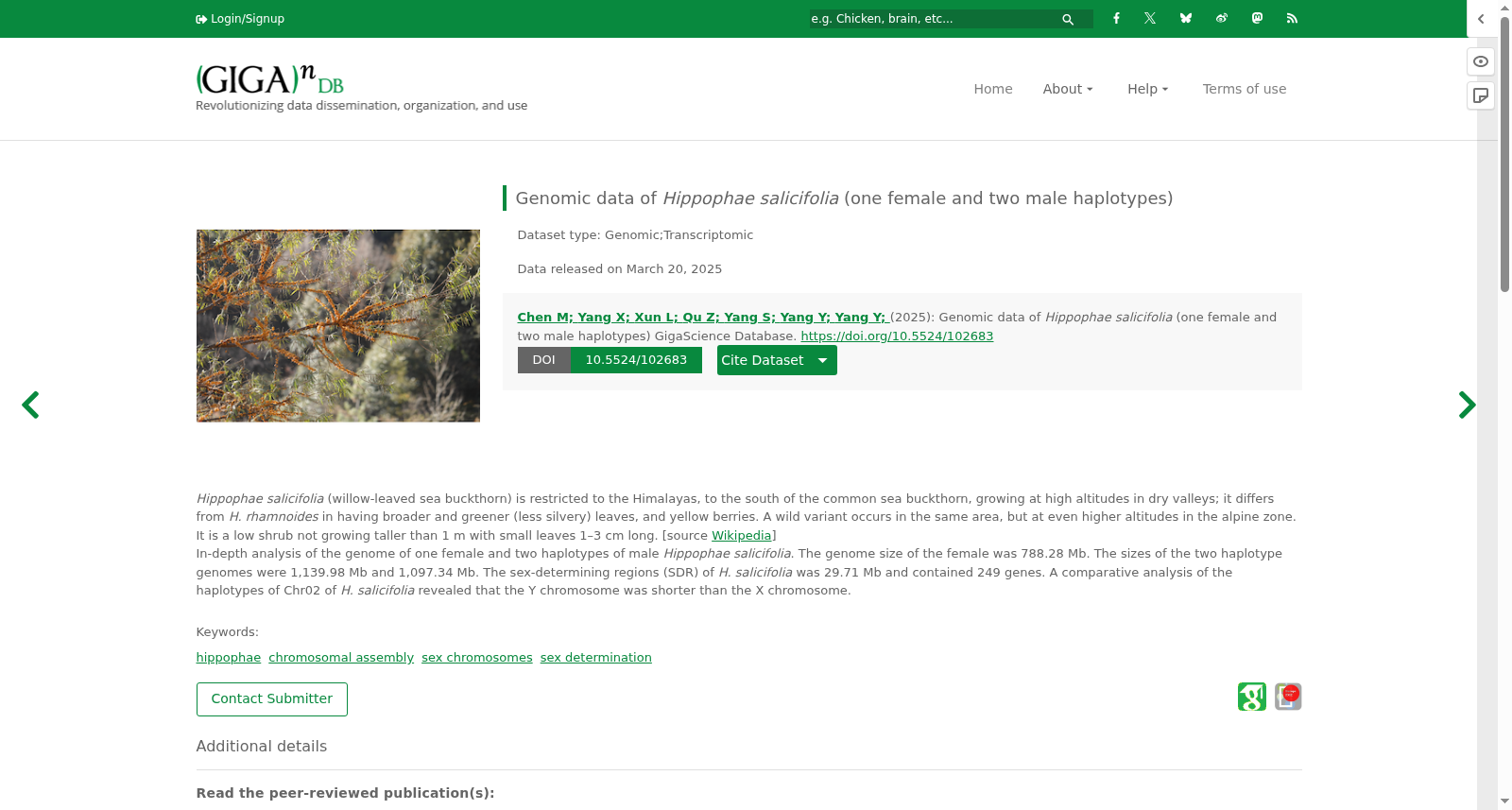 Genomic data of <i>Hippophae salicifolia</i> (one female and two male haplotypes) 数据集图片