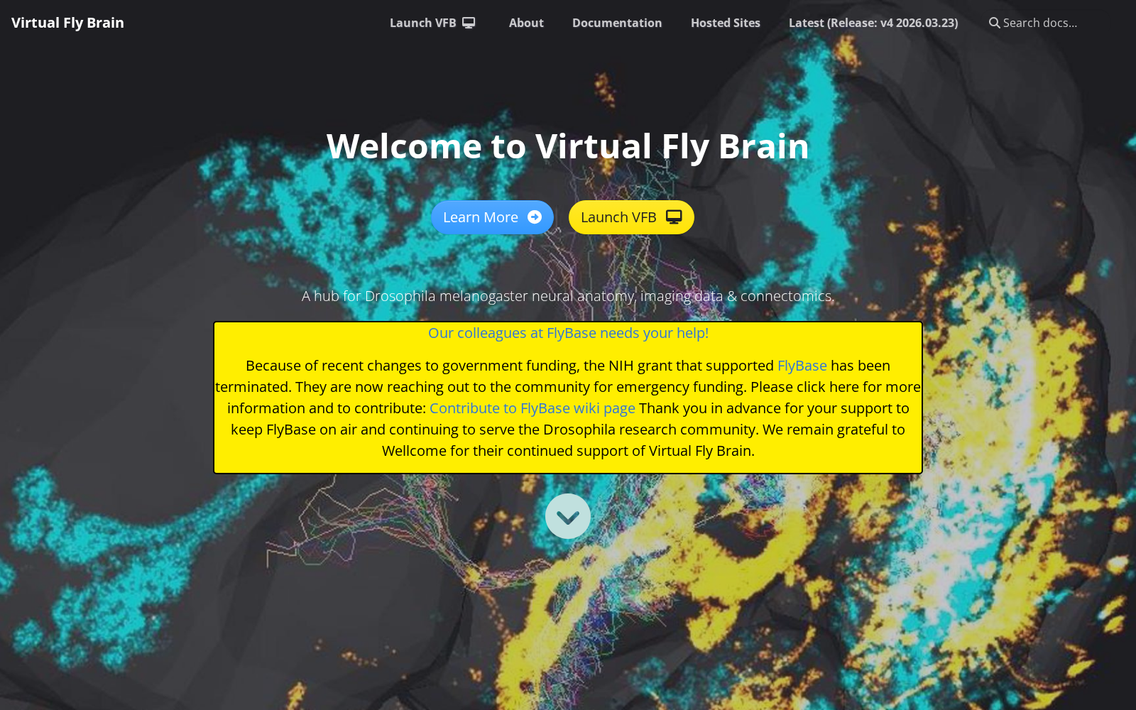 Virtual Fly Brain 数据集图片