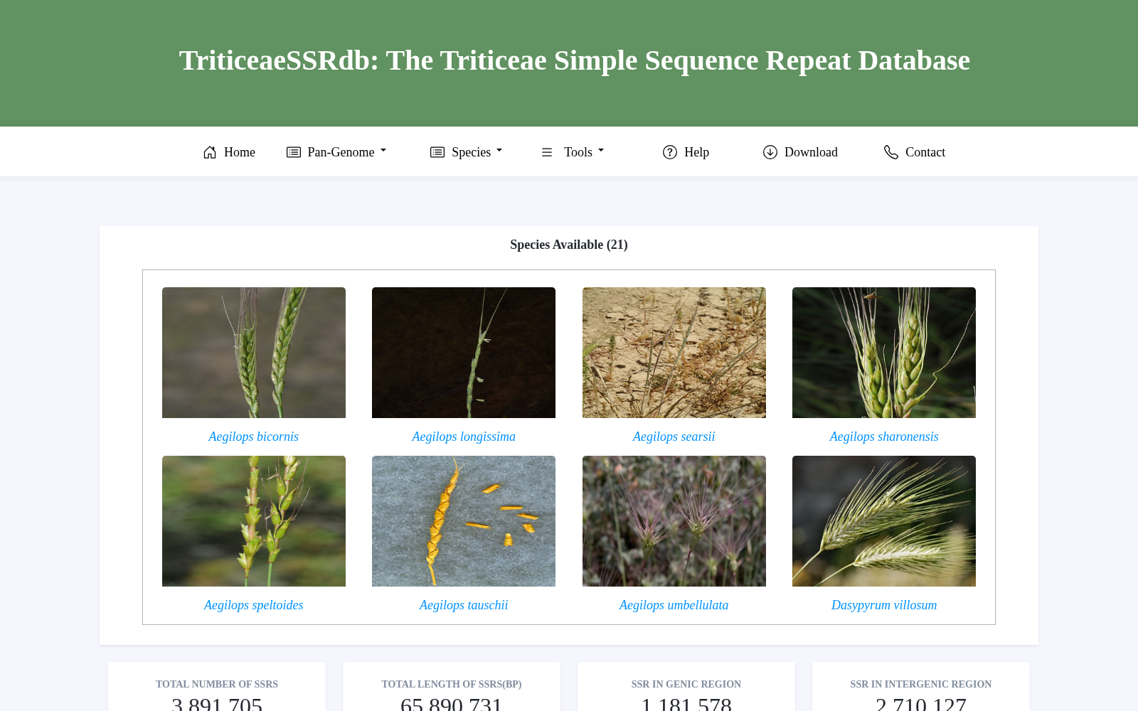 TriticeaeSSRdb 数据集图片