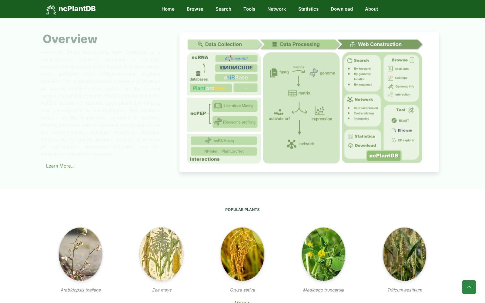 ncPlantDB 数据集图片