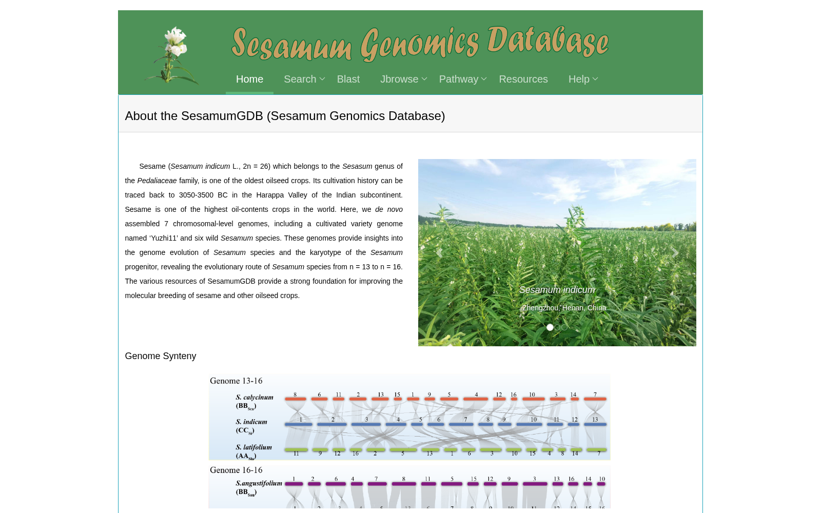 SesamumGDB 数据集图片