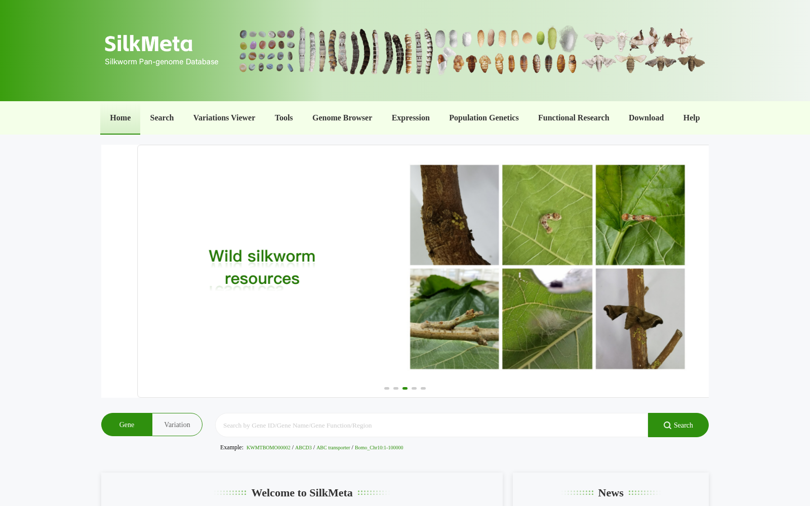 SilkMeta 数据集图片