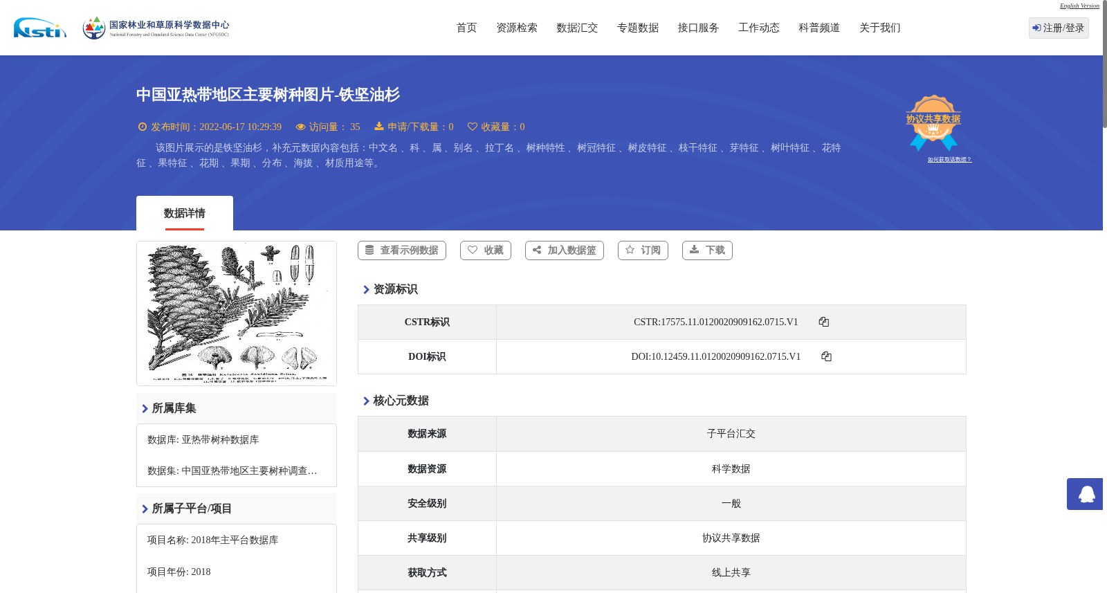 中国亚热带地区主要树种图片-铁坚油杉 数据集图片